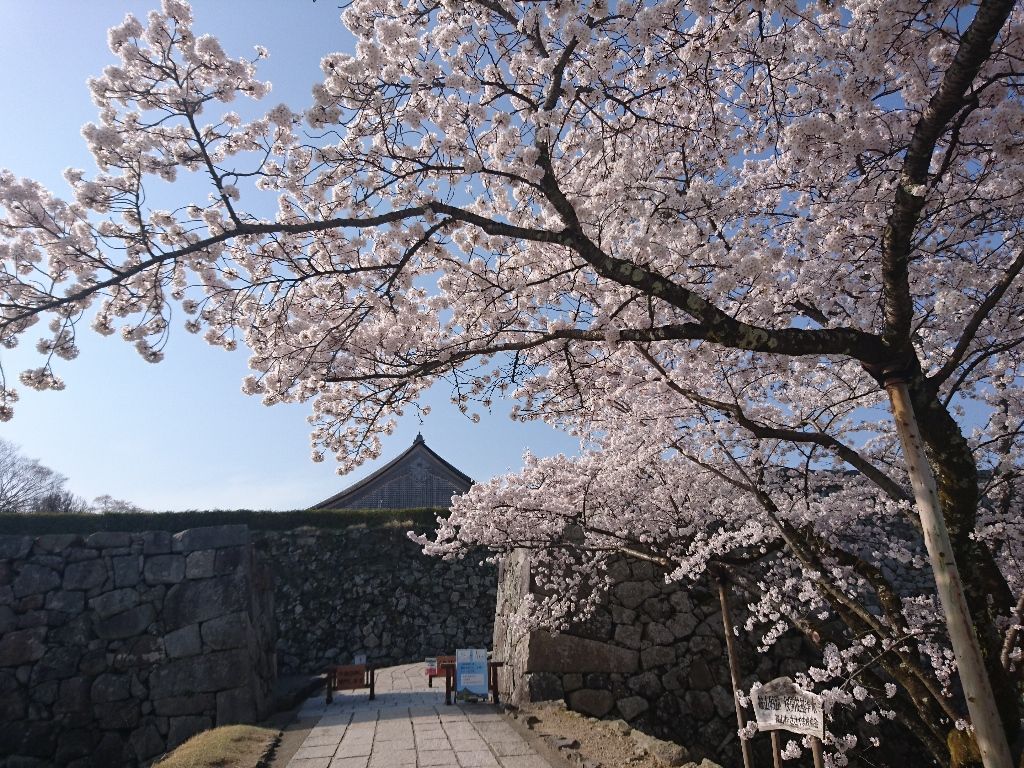 桜が満開です 篠山城大書院 徒然日記 桜が満開です 篠山城大書院 徒然日記