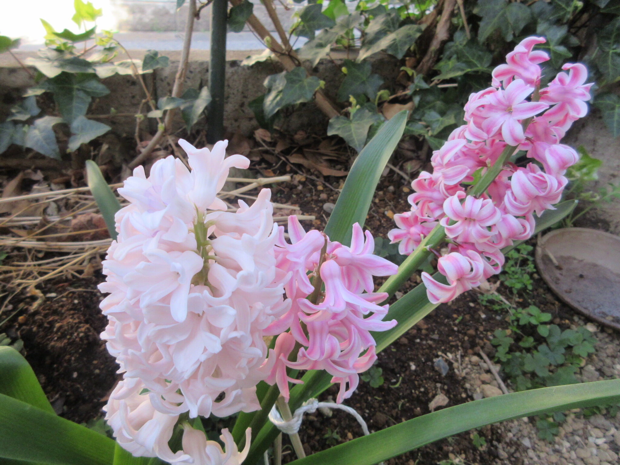 春の雑草花 そして赤い水管橋 好きに生きるわがまま爺さん 春の雑草花 そして赤い水管橋 好きに生きるわがまま爺さん