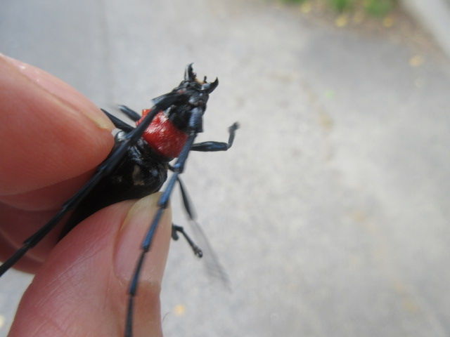 クビアカツヤカミキリ 好きに生きるわがまま爺さん