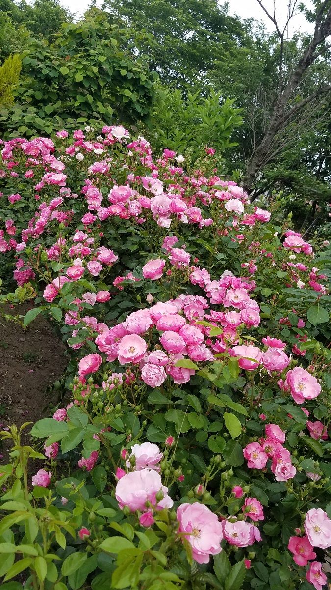 太田市 相場バラ園 19 群馬県太田市祭り情報ブログ 太田市 相場バラ園 19 群馬県太田市祭り情報ブログ