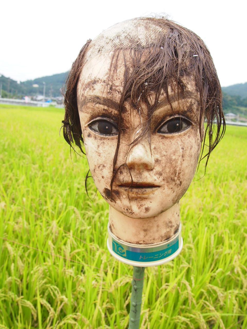恐怖 田んぼ生首かかし 群馬県太田市祭り情報ブログ