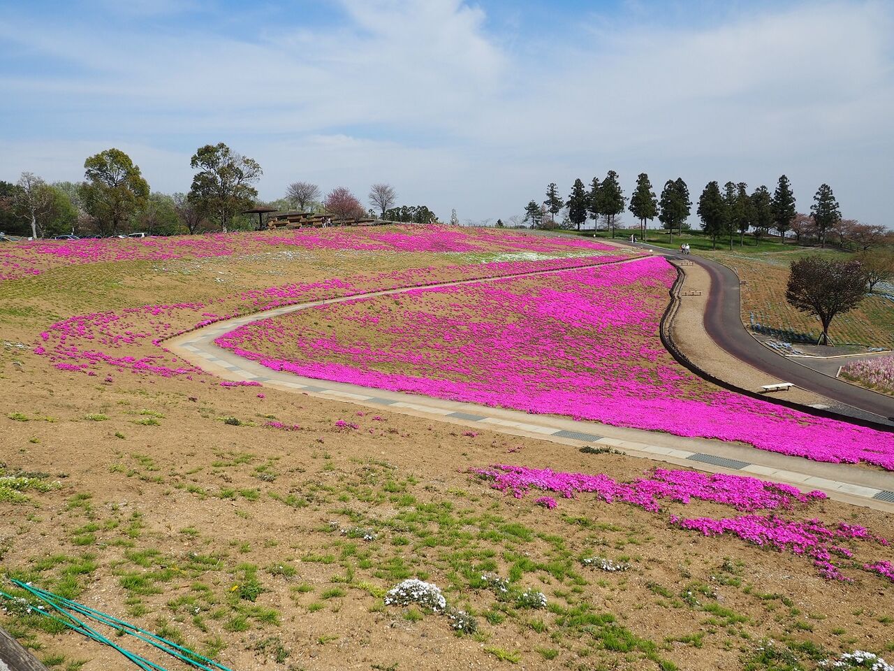 太田市 芝桜と金魚草 群馬県太田市祭り情報ブログ