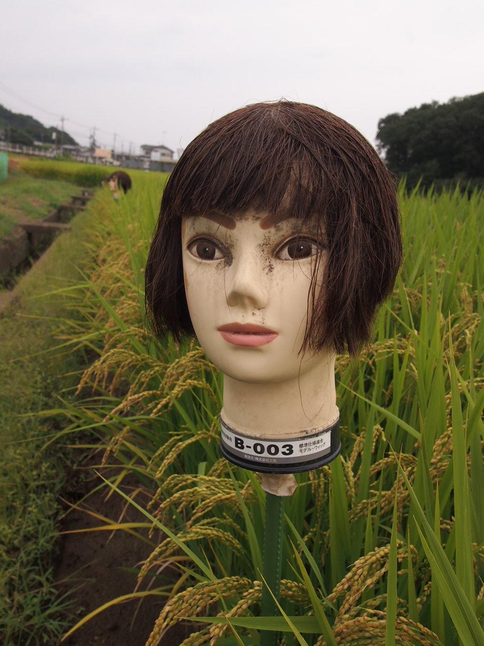 恐怖 田んぼ生首かかし 群馬県太田市祭り情報ブログ