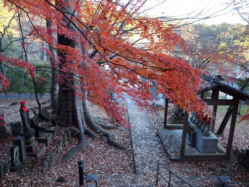 金龍寺の紅葉 群馬県太田市祭り情報ブログ 金龍寺の紅葉 群馬県太田市祭り情報ブログ