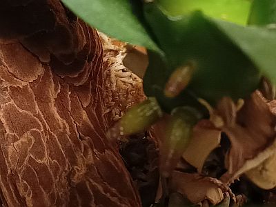 kocho2