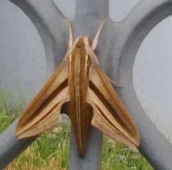 ga