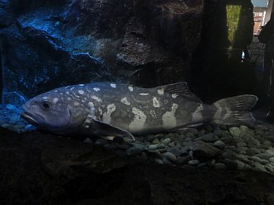 numazukoa4