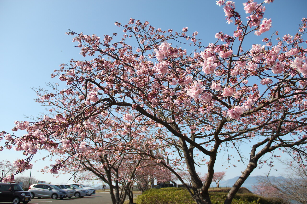 終了》御立岬公園の”河津桜” 2025 | 御立岬公園