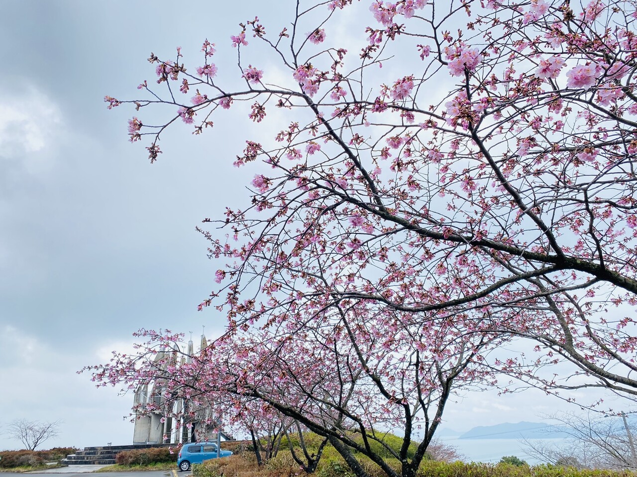 河津桜】終了 | 御立岬公園