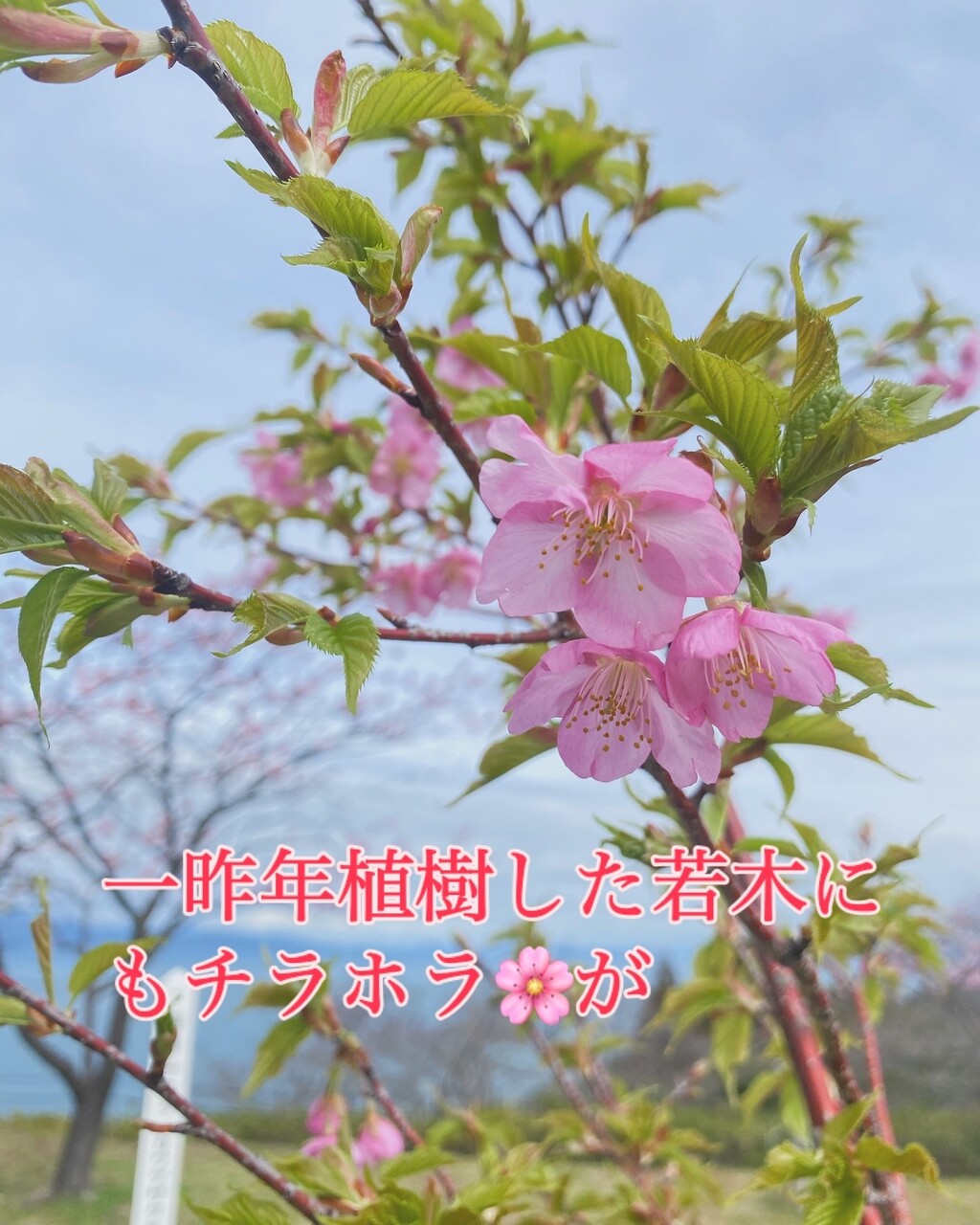 終了》御立岬公園の”河津桜” 2025 | 御立岬公園