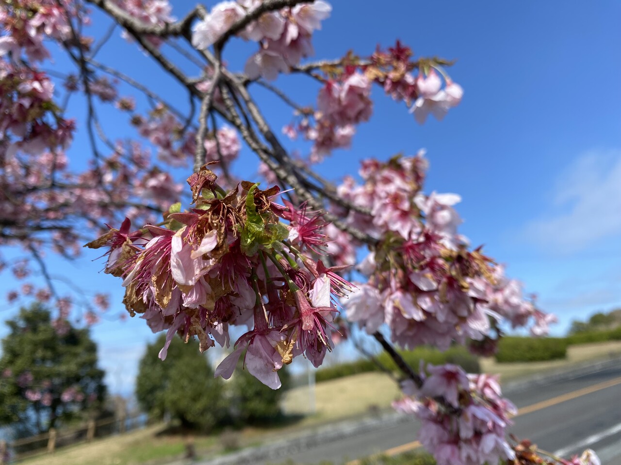 2024 河津桜 終了 | 御立岬公園