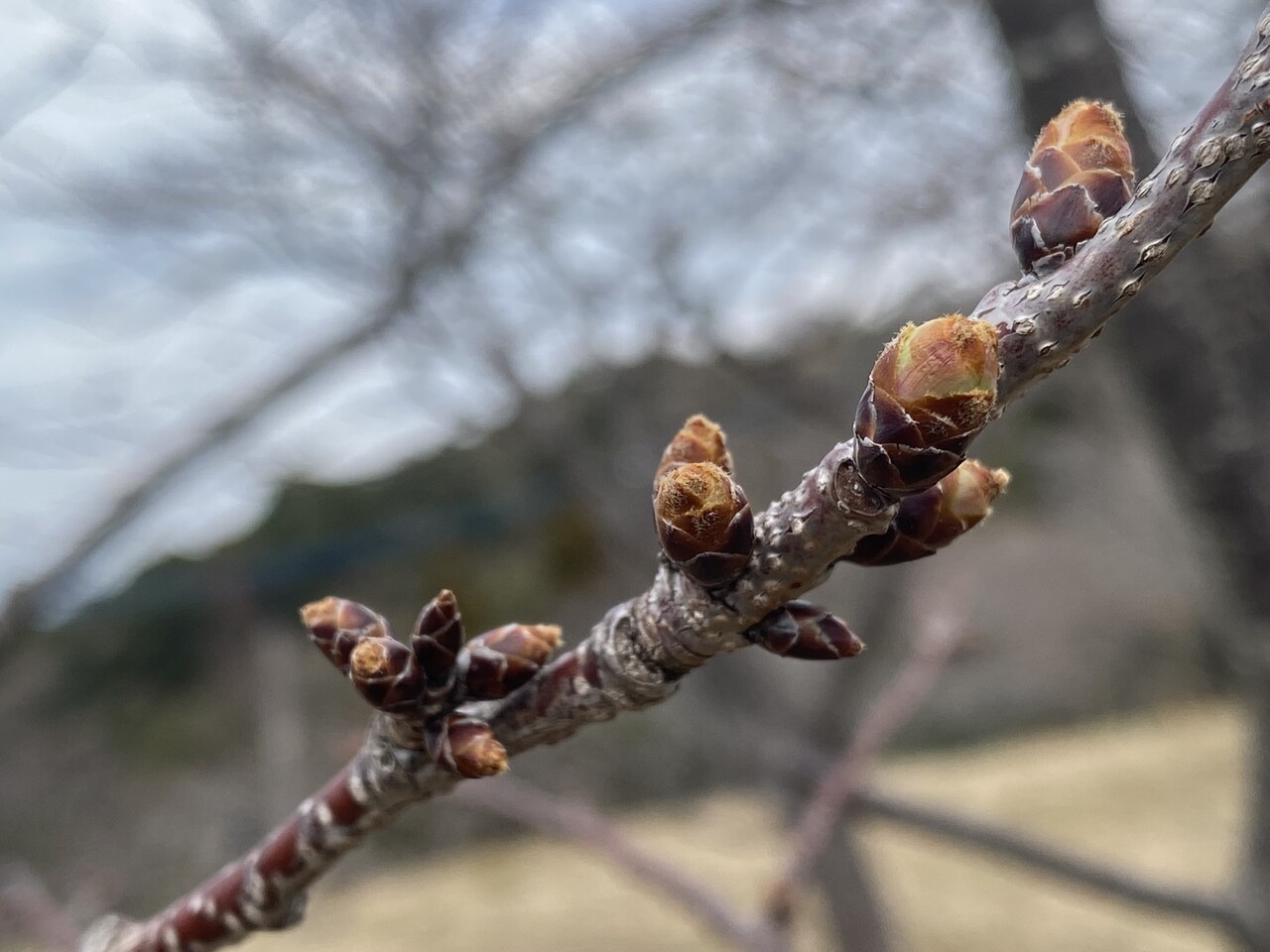 終了》御立岬公園の”河津桜” 2025 | 御立岬公園