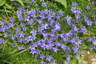 blogイワギキョウ