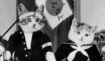 1980年代にブームになった なめ猫 生みの親を脱税容疑で告発 移転しました オタク Com 跡地 1980年代にブームになった なめ猫 生みの親を脱税容疑で告発 移転しました オタク Com 跡地