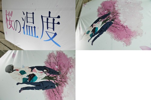 sakuraas