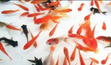 プールに何百匹も金魚を放流した犯人は女子中学生だった 一緒に泳げば楽しいと思った 移転しました オタク Com 跡地