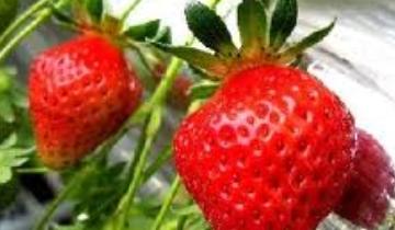 イチゴを一日個以上 1週間以上食べ続けると花粉症を抑える効果があることが判明 移転しました オタク Com 跡地
