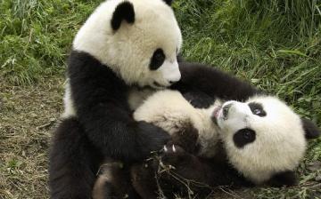 訃報 上野動物園でジャイアントパンダのシンシンが産んだ赤ちゃんが肺炎で死亡 移転しました オタク Com 跡地
