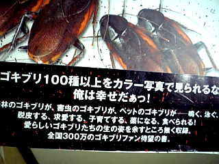 ゴキブリだもん 美しきゴキブリの世界 おたく デブログ