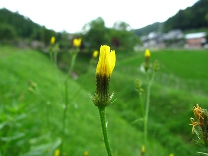 IMG_3154a