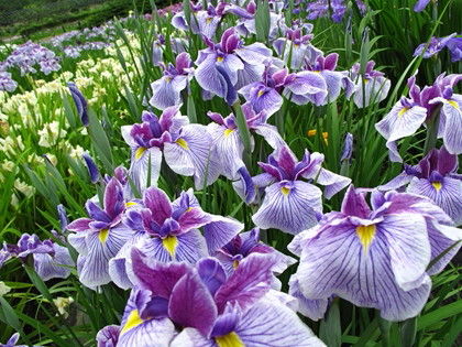 神戸 兵庫 花菖蒲の名所 見頃