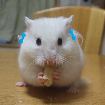 りぼんちゃん おたまま