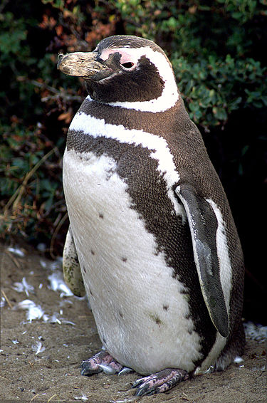 375px-Magellanic-penguin02