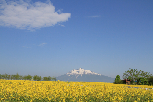 弘前まちなか 菜の花畑 青森さ来いへ