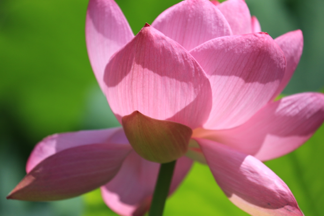 夏の花 青森さ来いへ