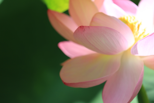 夏の花 青森さ来いへ