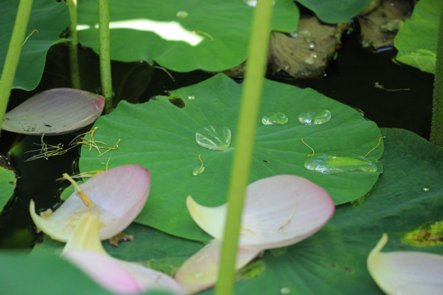 夏の花 青森さ来いへ