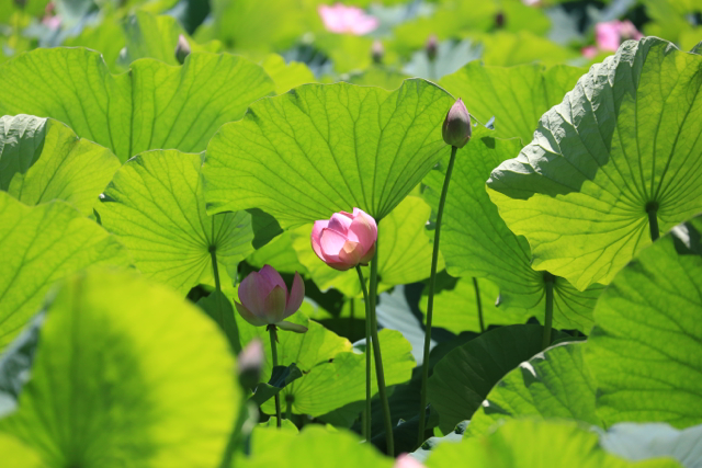 夏の花 青森さ来いへ