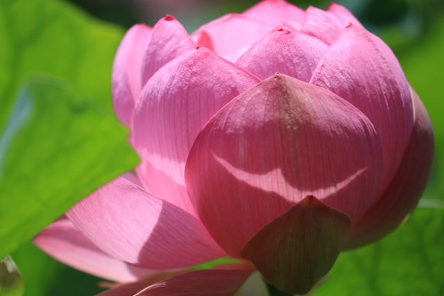 夏の花 青森さ来いへ