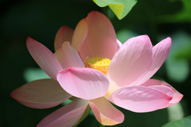 夏の花 青森さ来いへ