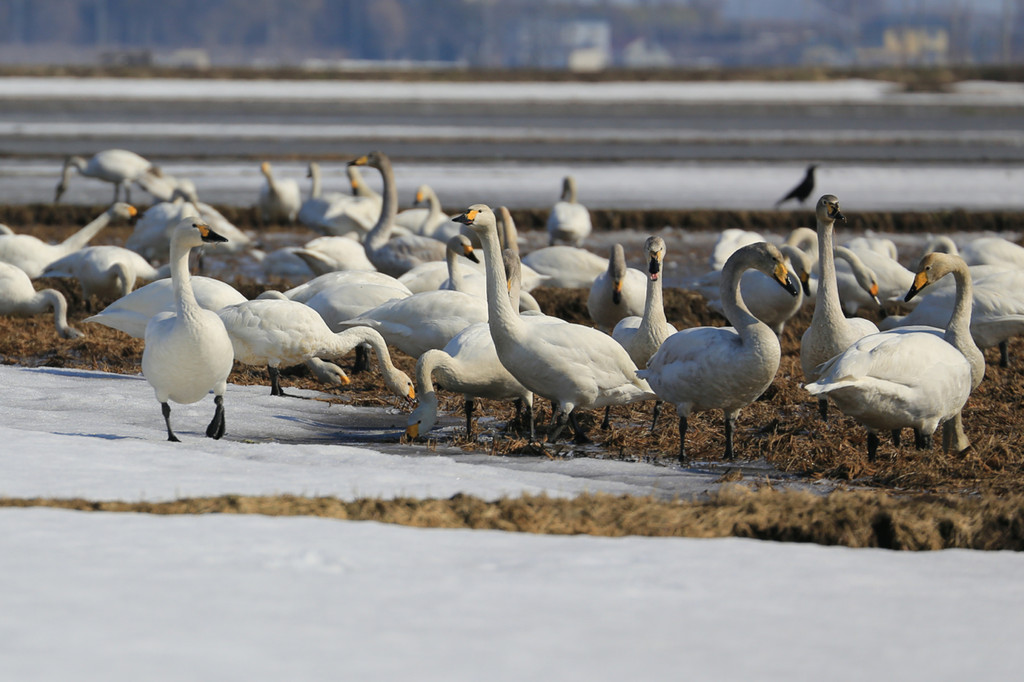 田んぼの白鳥 青森さ来いへ