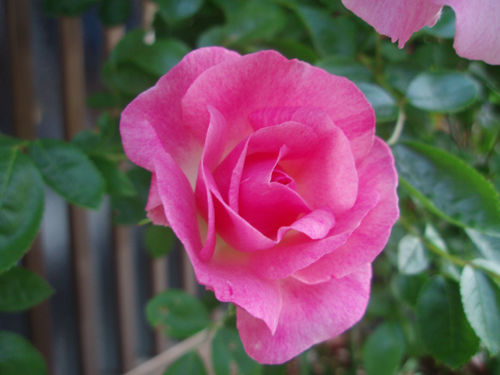 薔薇 春霞 小太りおばちゃんが今日も行く