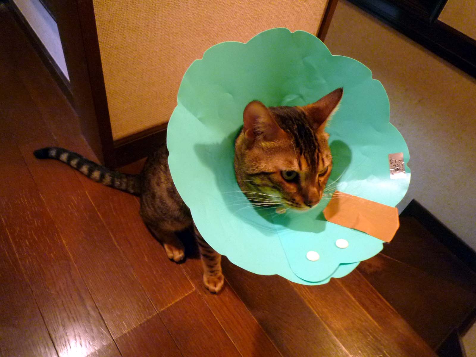 エリザベスカラー O Taqe S Workshop Blog Ver