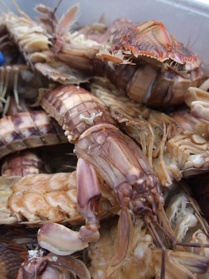 11 24 25おたる産シャコ祭りが開催されました 小樽潮陵高校61期ブログ