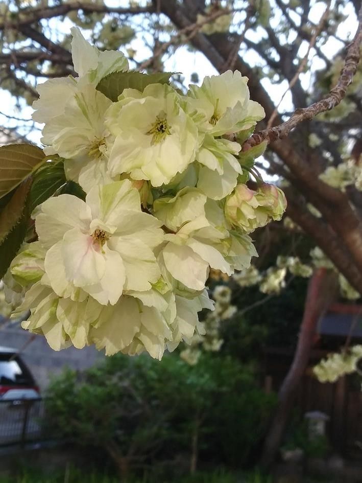 同期在住ご当地桜 花紹介19 1 平成最後の桜の話題 From Mr Itcha By ねずみ男 小樽潮陵高校61期ブログ