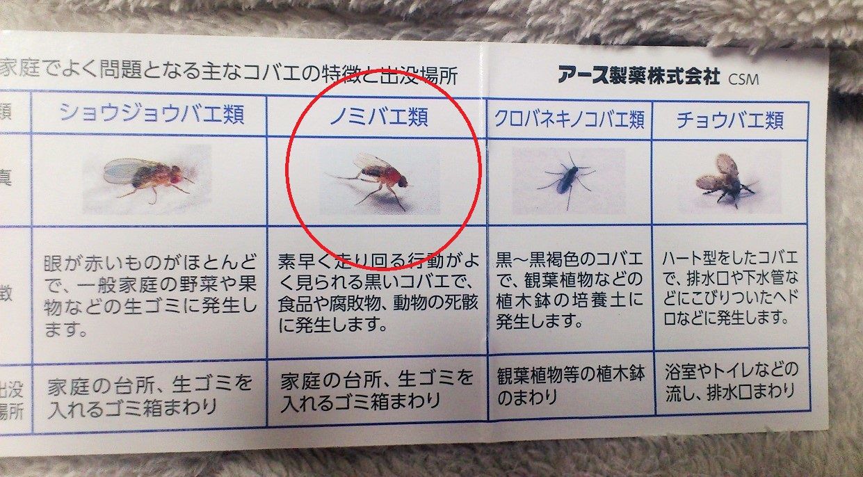 三十路オタクの世界 コバエが大量発生 そしてハエ取り棒で一網打尽