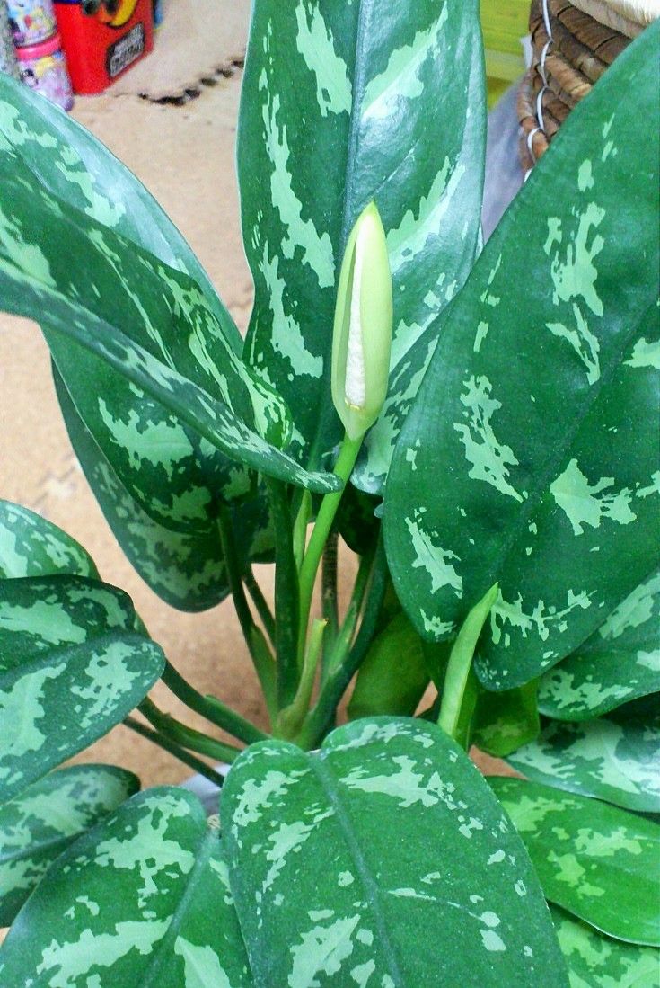 三十路オタクの世界 迷彩柄の観葉植物 アグラオネマのその後