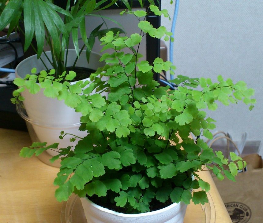 三十路オタクの世界 アジアンタムを育てています