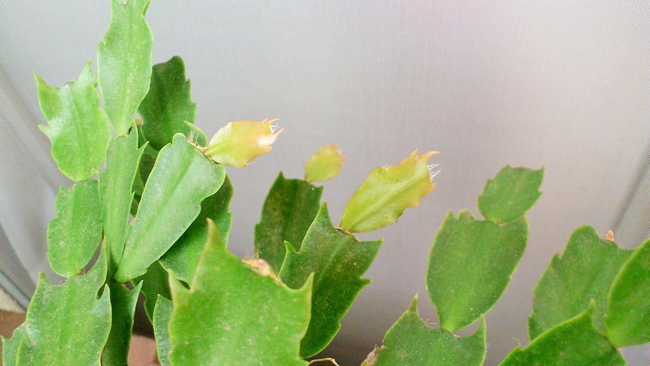 Christmas cactus producing fresh green spring growth