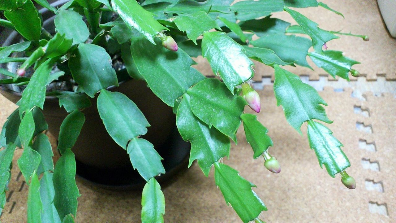 三十路オタクの世界 シャコバサボテン 16年11月