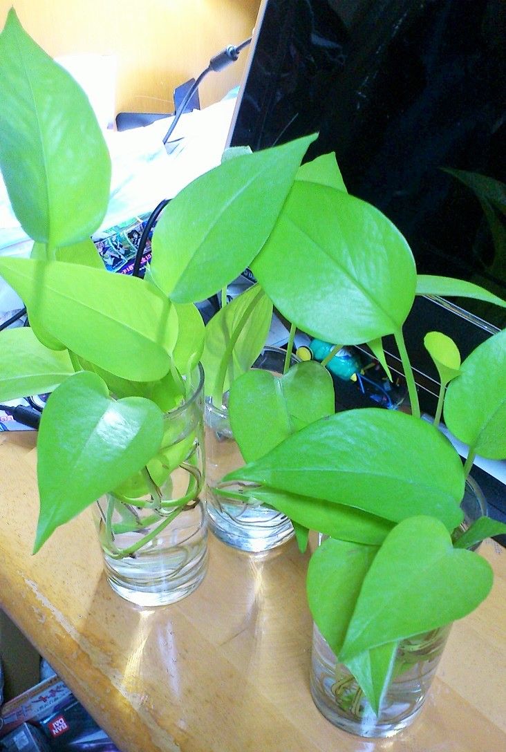 三十路オタクの世界 ライムポトスの水耕栽培その2