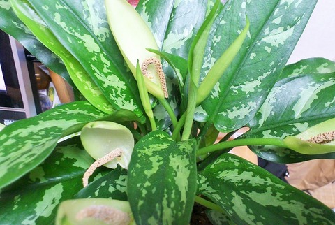 三十路オタクの世界 17年08月