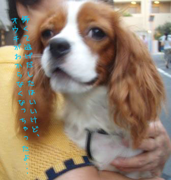 Ì»ҤΥ¥ã¥Ð¥ê¥¢ÃˤλÒ