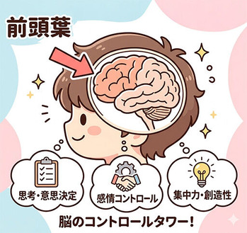 前頭葉図解