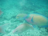 saipan02
