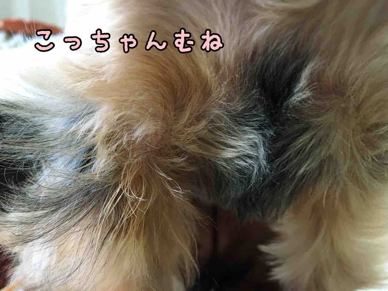 つむじを探せ ツンデレ兄とちょいワル妹